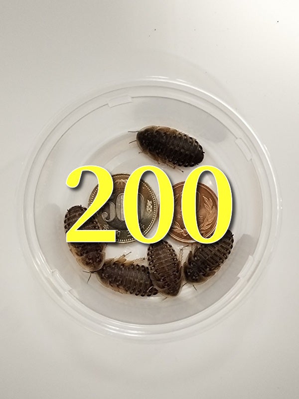 冷凍M100匹 冷凍M100匹 【公式通販】